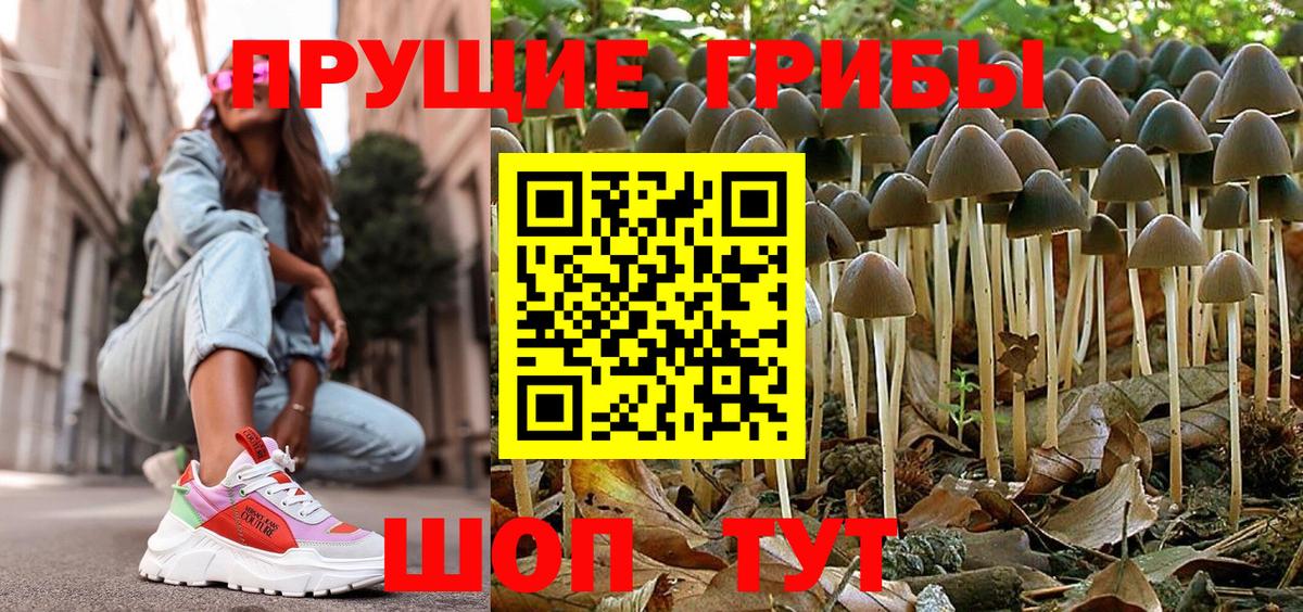 Псилоцибиновые грибы Psilocybe Саров